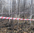 Мертвого младенца нашли в лесу в Пскове - InformPskov.Ru