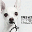 Продавца-кассира, любящего животных, приглашают на работу - BusinessPskov.Ru