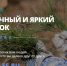 В честь Нового года псковичей приглашают подарить стране 100 тысяч ёлок - BusinessPskov.Ru