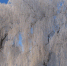 Ледяной дождь повреждает деревья и провода. Фото Regnum - InformPskov.Ru
