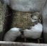 Фото: Артём Стороженко | Жесть по-Псковски - InformPskov.Ru