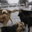 Фото Андрея Степанова. - InformPskov.Ru