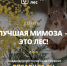 Россияне могут подарить на 8 Марта лесные «букеты» - InformPskov.Ru