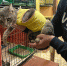 Псковский зоозащитники спасли кошку с оторванной лапой - Псковская правда
