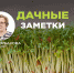 Дачные заметки. Сеем кресс-салат и спасаем деревья от выпревания - InformPskov.Ru