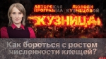 Начинается видеотрансляция программы «Кузница»
