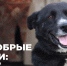 Пёс по кличке Бонус - InformPskov.Ru