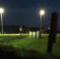 В Пыталово разыскивают хозяев трех сбежавших коней - Pln-Pskov.Ru