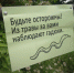 Фотофакт: Гостей Изборска предостерегают от встречи с гадюками - Pln-Pskov.Ru