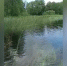 Вода помутнела, а рыба погибла. В Опочецком районе загрязнилась река Исса - ГТРК Псков