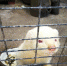 Пушкиногорский «Зооград» официально возобновил работу - Pln-Pskov.Ru