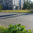 Одинокий борщевик поселился на Завеличье - BusinessPskov.Ru