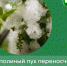Способы защиты от тополиного пуха для псковичей-аллергиков перечислили специалисты - Pln-Pskov.Ru