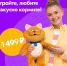 Харизматичного котика Подсолнуха за 1499 рублей советуют купить псковичам - BusinessPskov.Ru