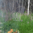 Фото: ПАИ - InformPskov.Ru