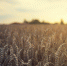Прокопий Жнец: традиции и приметы на 21 июля - InformPskov.Ru