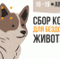 Помочь бездомным животным предлагает Молодёжный центр - BusinessPskov.Ru