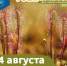 Большая площадка от Полистовского заповедника с экологическими играми удивит псковичей - BusinessPskov.Ru