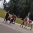 На снятом видео лошадница стукнула животное кулаком по морде. Фото скрин видео - InformPskov.Ru