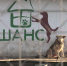 Псковичей просят помочь с изготовлением новых вольеров для подопечных «Шанса» - ГТРК Псков