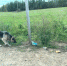 Собака около трех недель ждет хозяина на дороге в Псковском районе. ФОТО - Pln-Pskov.Ru