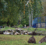 Фотофакт: Березы спиливают напротив школы №23 в Пскове - Pln-Pskov.Ru