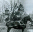 О конных выставках XIX века в Пскове рассказали архивисты - InformPskov.Ru