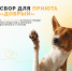 Волонтеры ПсковГУ организуют сбор необходимых вещей для зооприюта «Добрый» - ПсковГУ