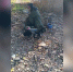 Краснокнижную чёрно-бурую лисицу повстречали псковские рыбаки - ГТРК Псков
