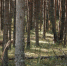 Прокладывать газопроводы в города и села через лес предложили в России - Pln-Pskov.Ru