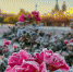 Морозное утро Санкт-Петербурга. Фото: «ВКонтакте» / natalia_krasnova_ - InformPskov.Ru