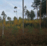 Свыше 6 тысяч россиян потерялись в лесах за грибной сезон - Pln-Pskov.Ru