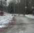 Стадо косуль перегородило дорогу у кладбища в Порховском районе. ВИДЕО - Pln-Pskov.Ru