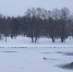 Фото: Зоозащита - InformPskov.Ru