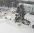 Из красотки в «огрызок»: ёлку для Великих Лук срубили прямо в деревне, жители негодуют - Pln-Pskov.Ru