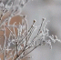Стряхивать с деревьев иней советует народный календарь супругам 3 февраля - Pln-Pskov.Ru