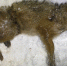 Фото: группа "ПРИРОДА 60" - InformPskov.Ru