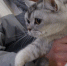 Две кошки не прошли ветеринарный контроль в Псковской области - Pln-Pskov.Ru