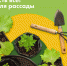 Дачники оценят: топ товаров для рассады и грядок - BusinessPskov.Ru