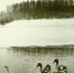 Лебеди на Городищенском озере. 17 февраля 1984 года. Автор: Г. Егоров - InformPskov.Ru