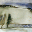 Александр Стройло. Зимний день на Сороти (1998). Из фондов музея-заповедника «Михайловское» - InformPskov.Ru