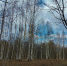 «Бабушкины ушки» нашел в лесу глава Куньинского района - Pln-Pskov.Ru