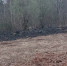 Волка встретила местная жительница возле себежской деревни - Pln-Pskov.Ru
