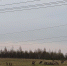 «Как домашние животные»: косули пасутся на поле в Печорском районе. ФОТО - Pln-Pskov.Ru