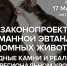 Круглый стол об эвтаназии бездомных животных проходит в медиацентре ПАИ - InformPskov.Ru