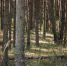 Россияне стали чаще интересоваться страховками от укусов клещей - Pln-Pskov.Ru