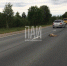 В Псковском районе в результате ДТП погибла косуля - Псковская правда