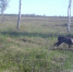 Фотоловушка Полистовского заповедника запечатлела косулю, спокойно поедающую травинки - ГТРК Псков