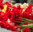 Pixabay - FlashNord.Com