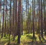В Псковской области продлен особый противопожарный режим - Pln-Pskov.Ru